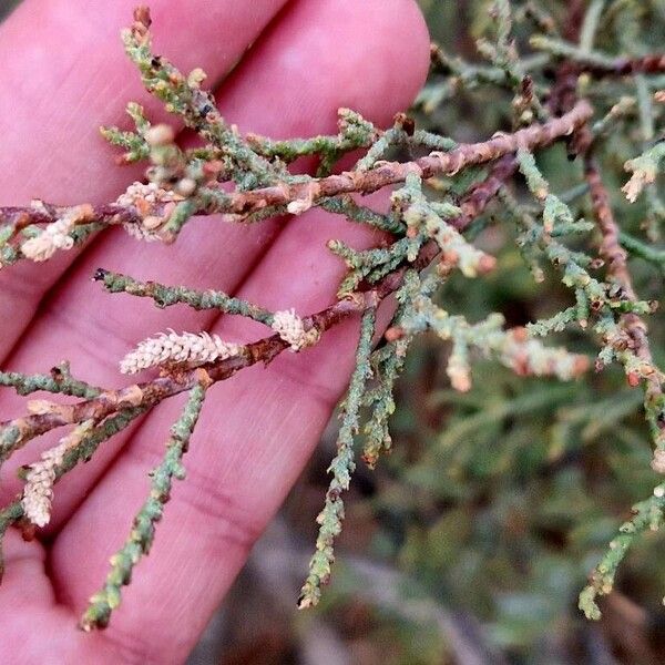 Tamarix canariensis Flor