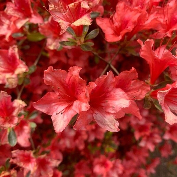 Rhododendron calendulaceum Blomma