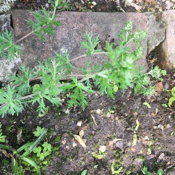 Geranium carolinianum Blatt