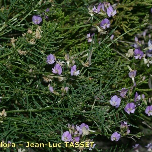 Astragalus austriacus Habit