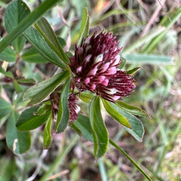 Trifolium bocconei Flower