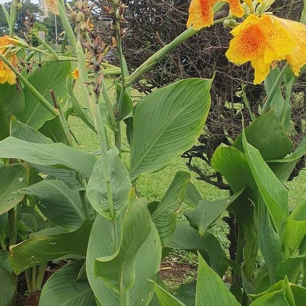 Canna glauca Leaf