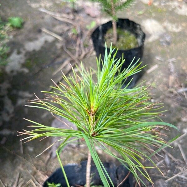 Pinus koraiensis Φύλλο