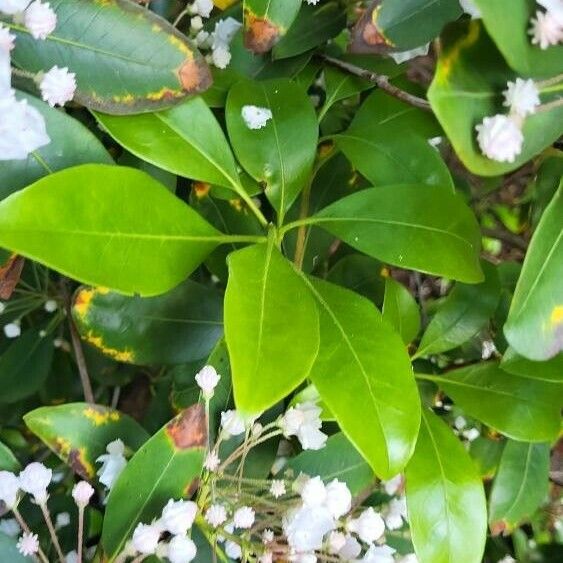 Kalmia latifolia Folha