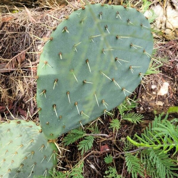 Opuntia engelmannii Lubje