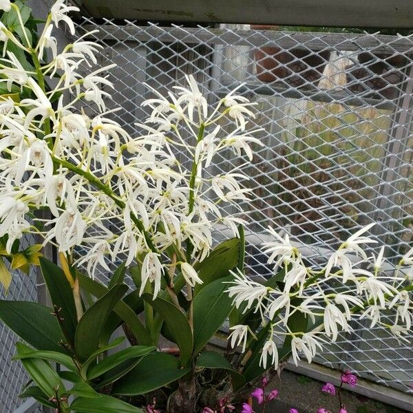 Dendrobium speciosum Habit