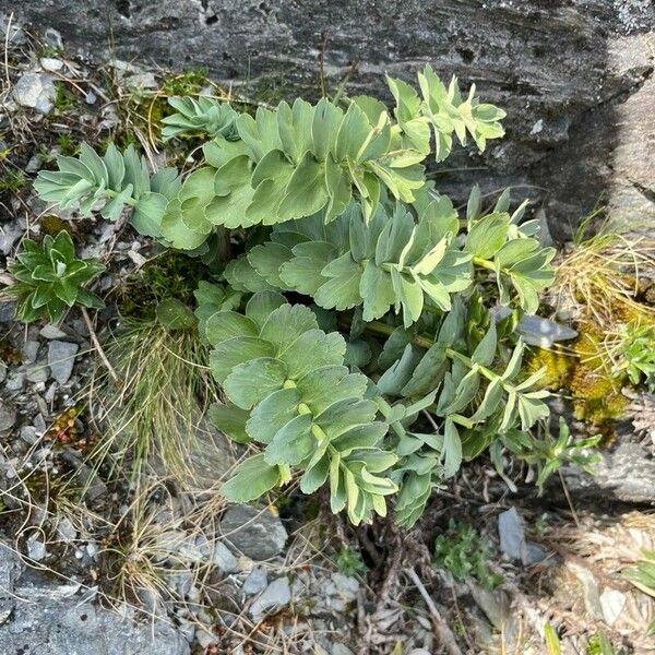 Berula erecta Φύλλο