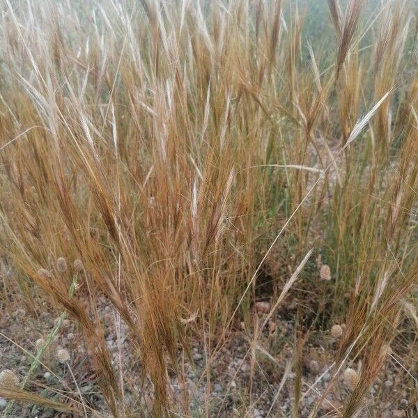 Stipellula capensis Floare