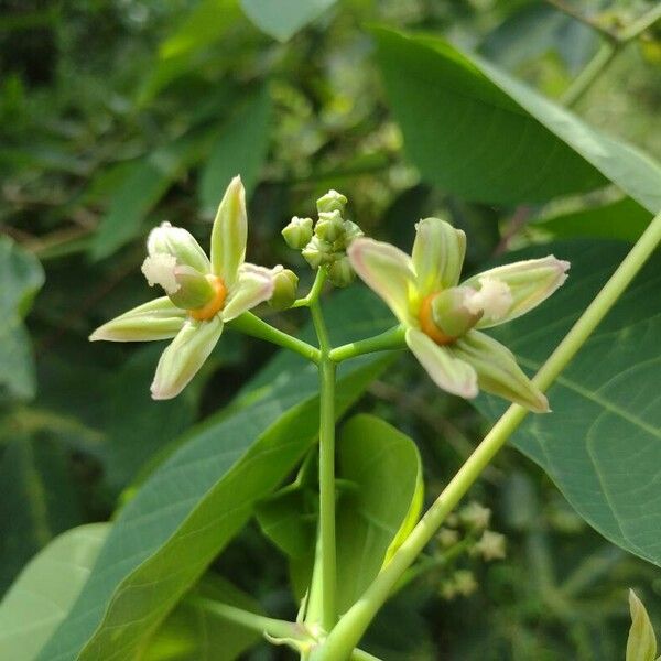 Hevea brasiliensis Flower