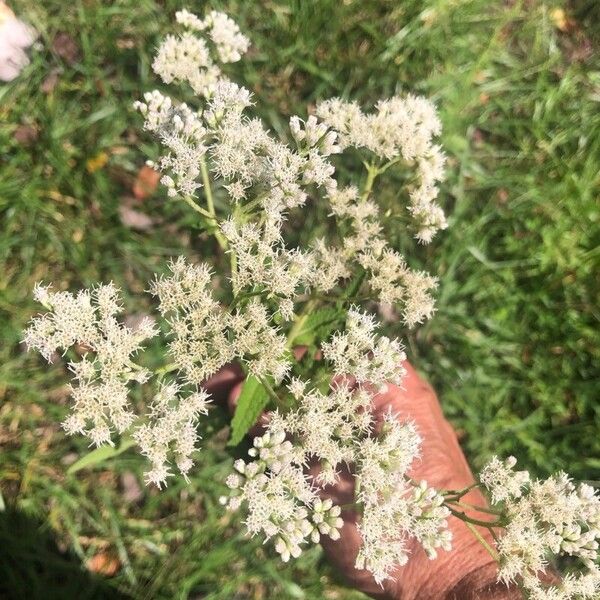 Eupatorium perfoliatum Virág