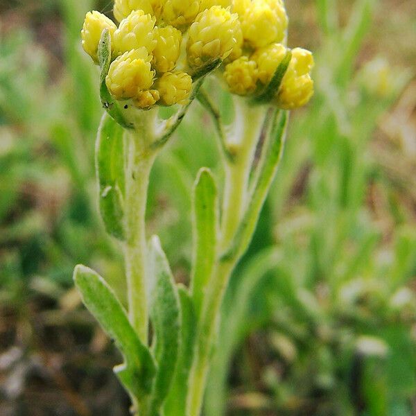 Helichrysum arenarium Агульны выгляд