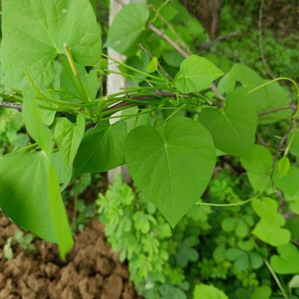 Ipomoea obscura Lapas