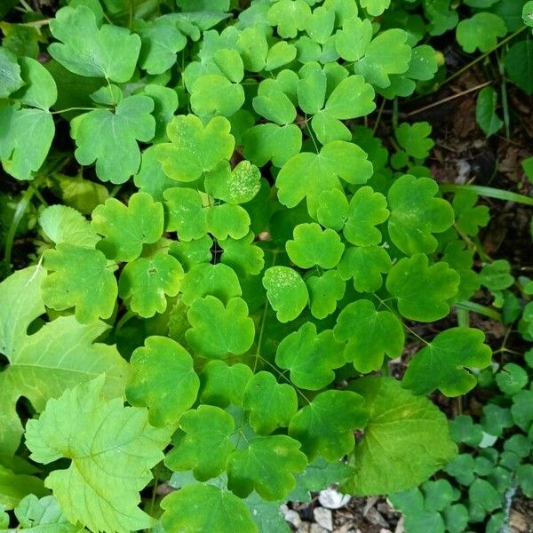 Thalictrum dioicum ᱥᱟᱠᱟᱢ