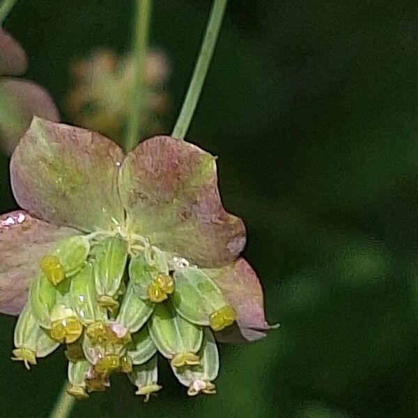 Bupleurum longifolium Fruit