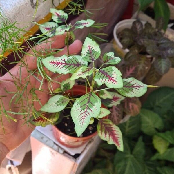 Amaranthus tricolor Blad