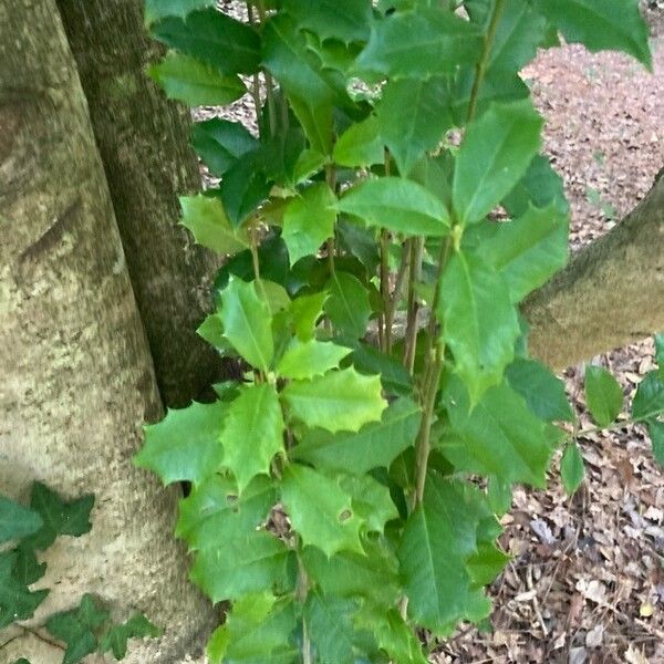 Ilex opaca Leaf