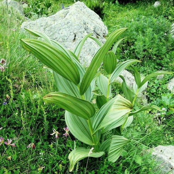 Veratrum album 葉