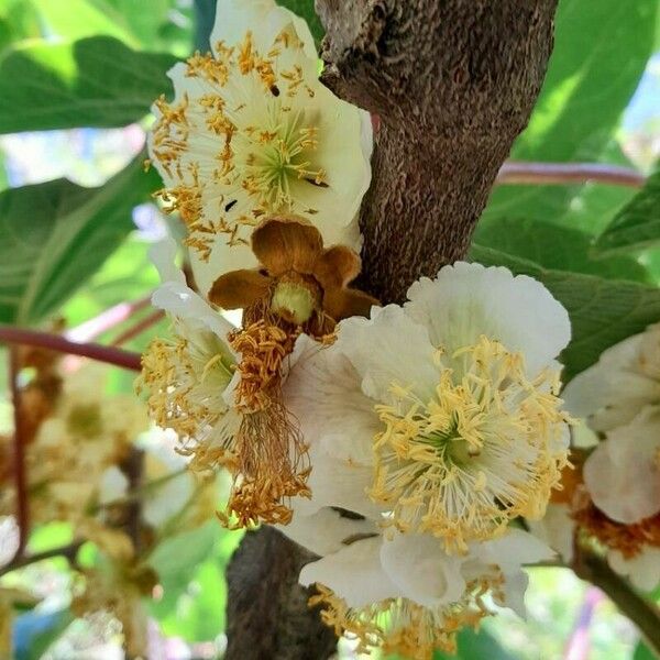 Actinidia chinensis Flower