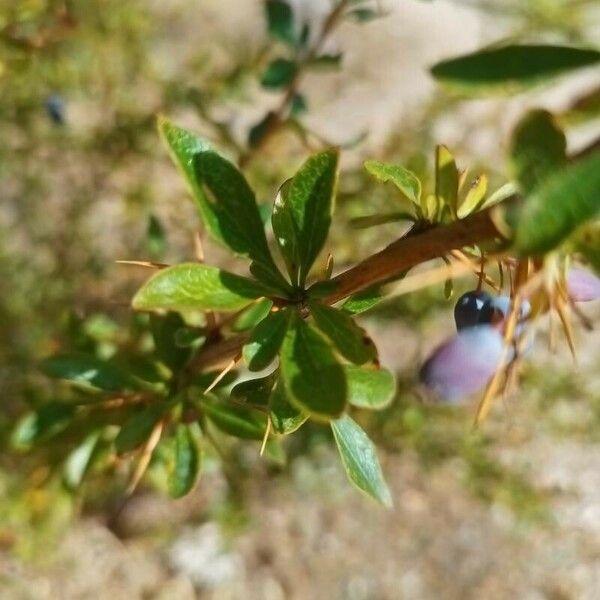 Berberis microphylla Folla