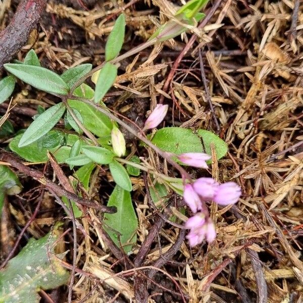 Polygala serpyllifolia Pokrój