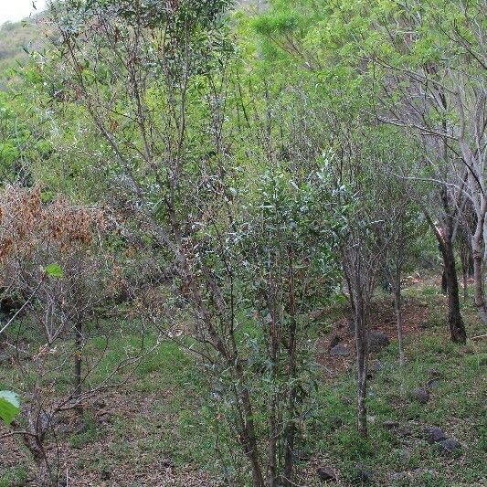 Olea lancea Hábitos