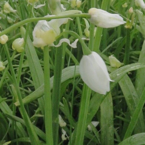 Allium paradoxum 花