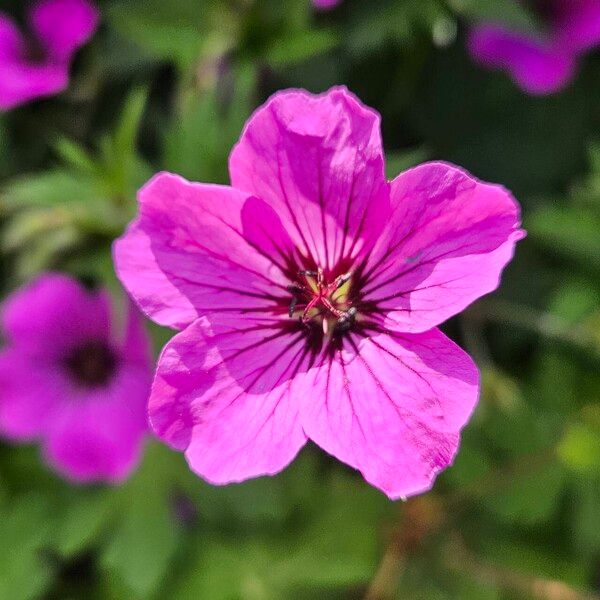 Geranium psilostemon Květ