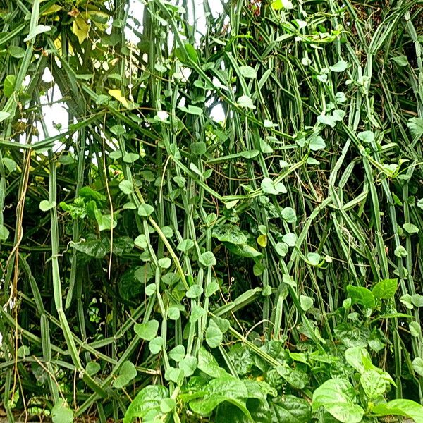 Cissus quadrangularis Staniste