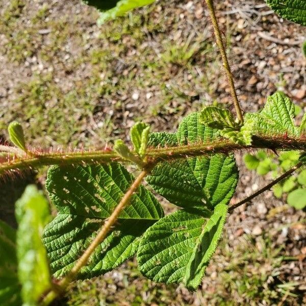 Rubus ellipticus Kéreg