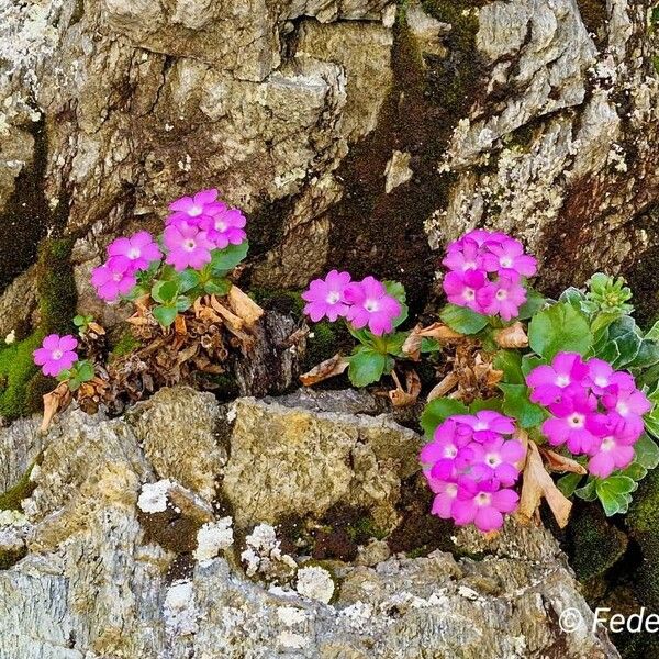 Primula hirsuta Virág