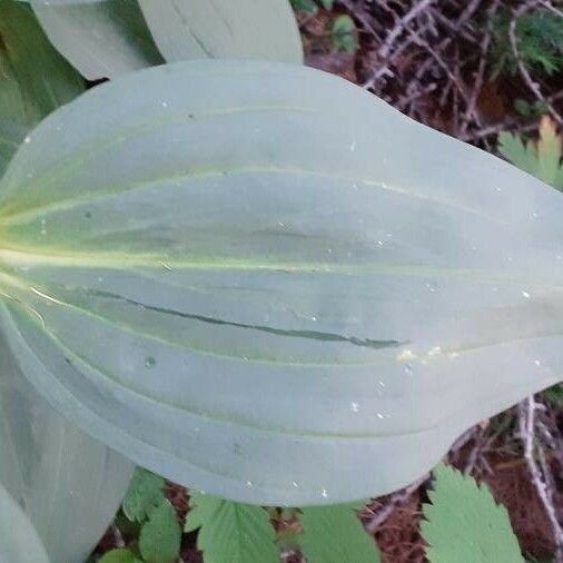 Gentiana lutea Frunză