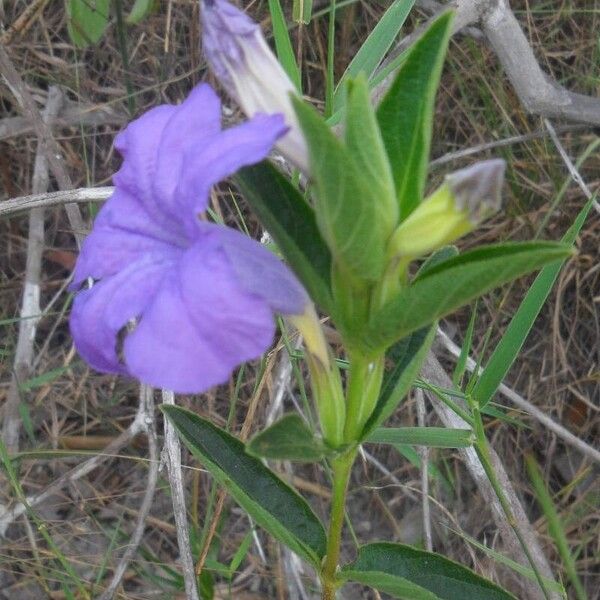 Ruellia geminiflora Лист