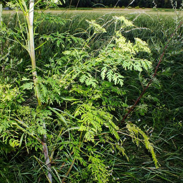 Conium maculatum Blatt