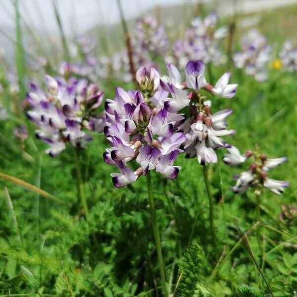 Astragalus alpinus Hàbitat