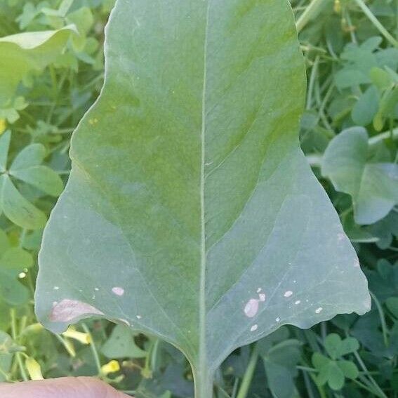 Rumex spinosus Frunză