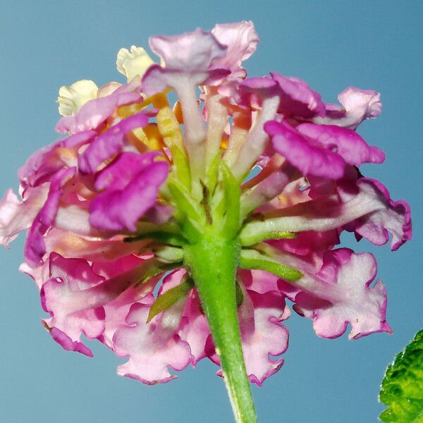 Lantana camara Bloem