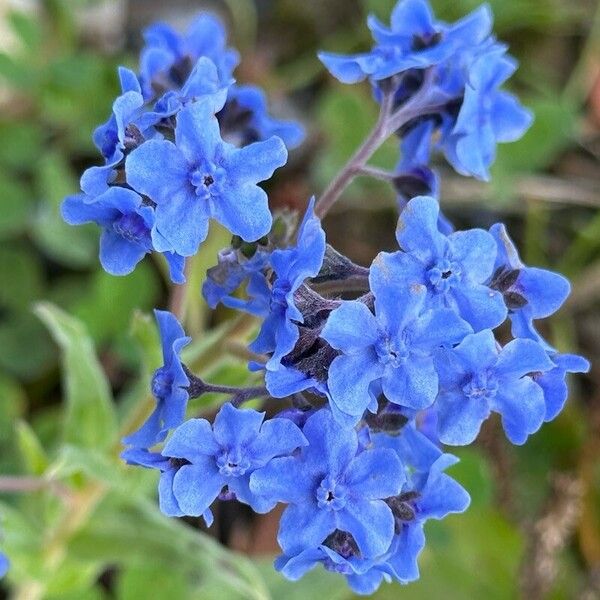 Cynoglossum amabile Blomma