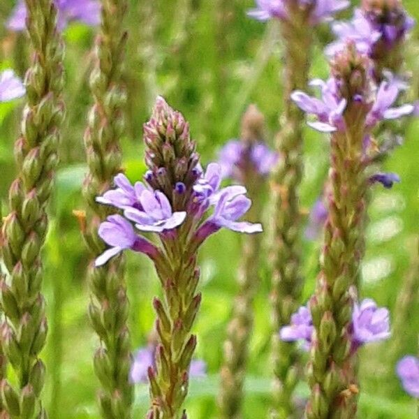 Verbena hastata Flower