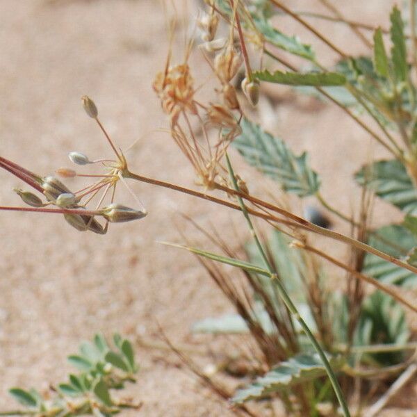 Monsonia nivea Altro