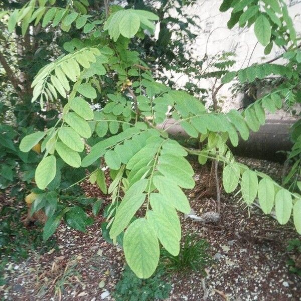 Robinia pseudoacacia 叶