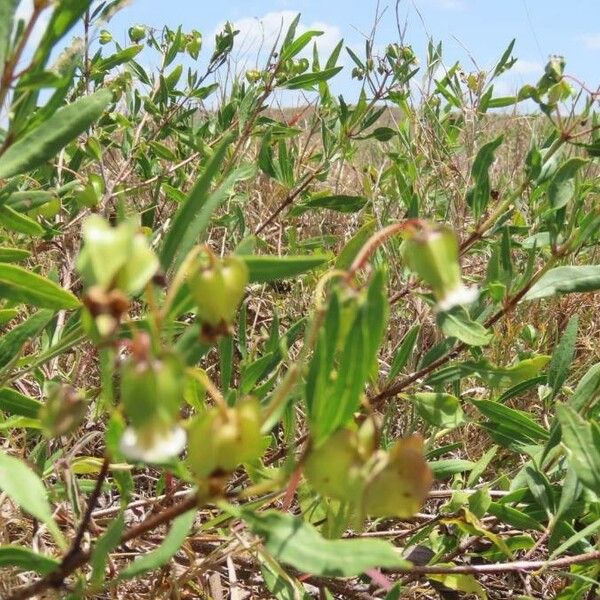 Trichodesma marsabiticum Vaisius