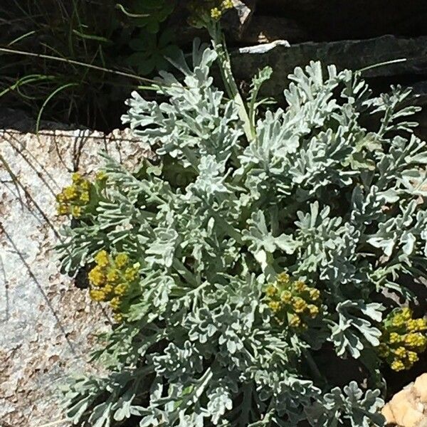 Jacobaea incana Habit