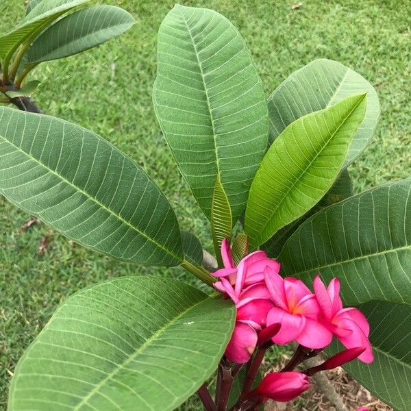 Plumeria rubra Leht