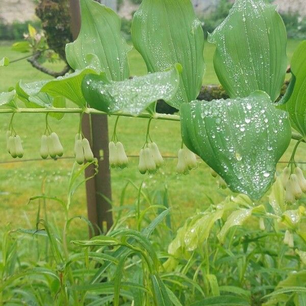 Polygonatum multiflorum Leht