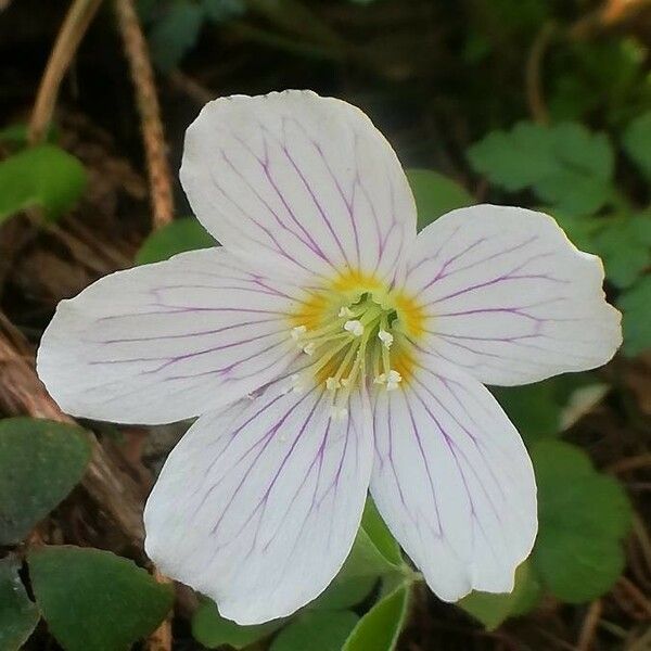 Oxalis acetosella Flower