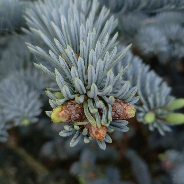 Abies procera Φύλλο