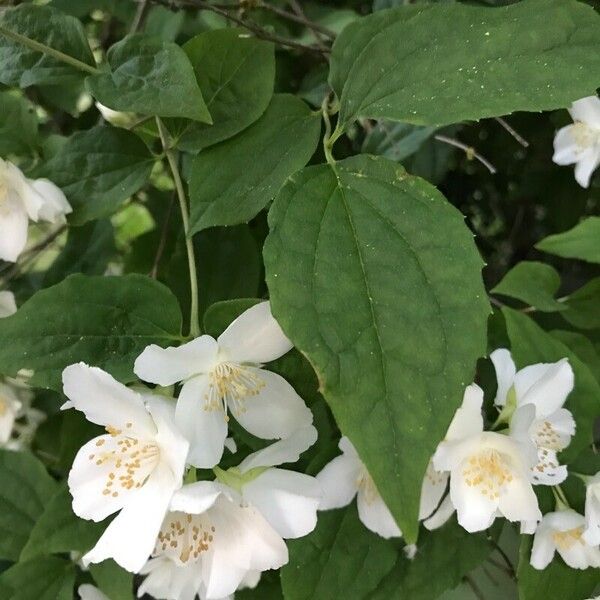 Philadelphus coronarius 葉