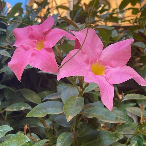 Mandevilla laxa ᱵᱟᱦᱟ