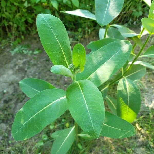 Asclepias purpurascens 葉