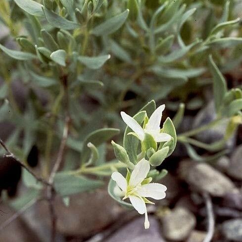 Epilobium suffruticosum Hábito